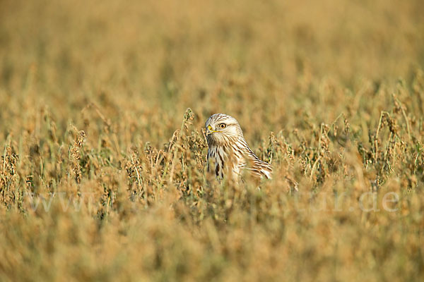 Rauhfußbussard (Buteo lagopus)