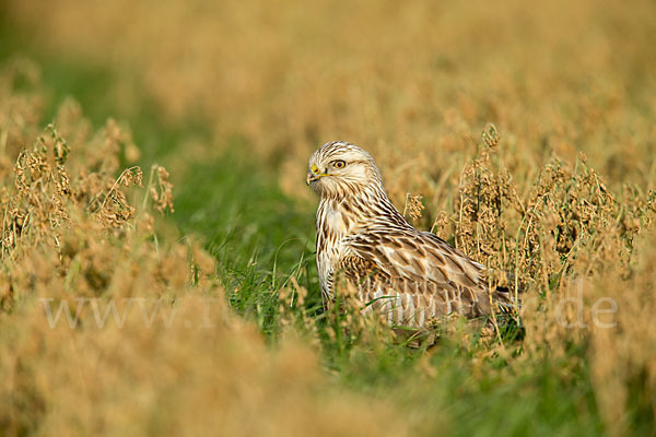 Rauhfußbussard (Buteo lagopus)