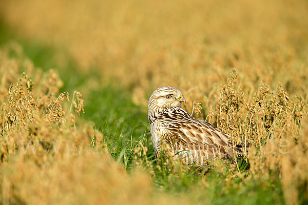 Rauhfußbussard (Buteo lagopus)