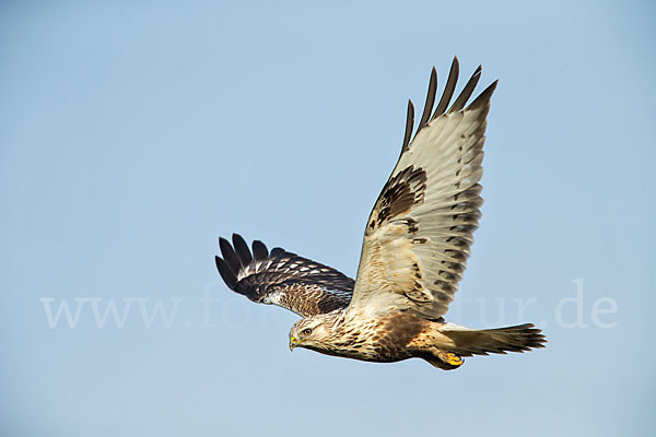 Rauhfußbussard (Buteo lagopus)