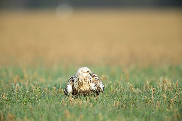 Rauhfußbussard (Buteo lagopus)