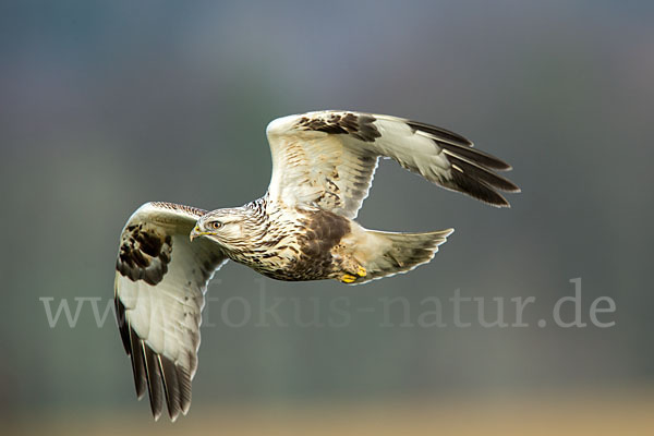 Rauhfußbussard (Buteo lagopus)