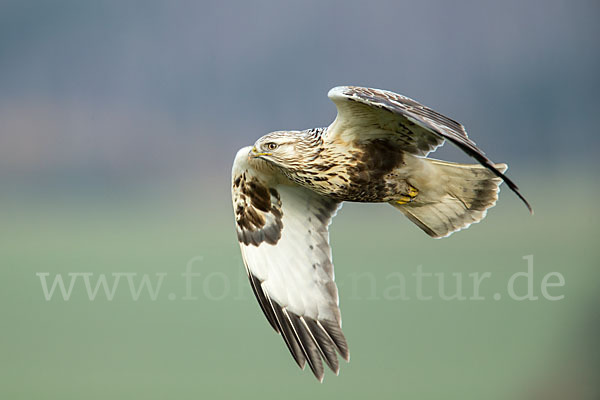 Rauhfußbussard (Buteo lagopus)