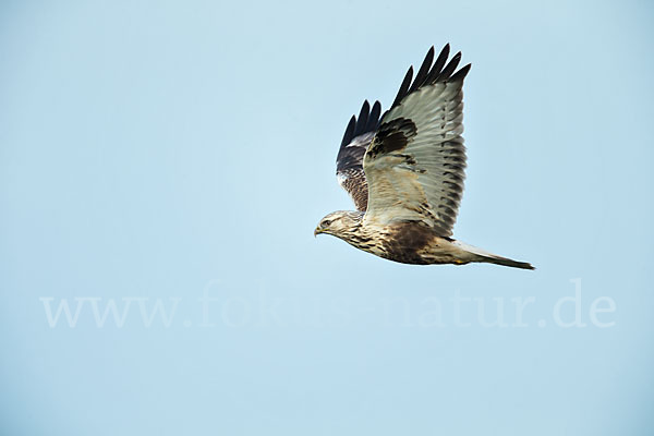 Rauhfußbussard (Buteo lagopus)