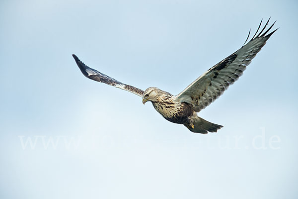 Rauhfußbussard (Buteo lagopus)