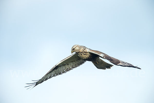 Rauhfußbussard (Buteo lagopus)