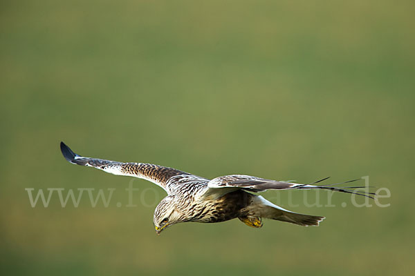 Rauhfußbussard (Buteo lagopus)