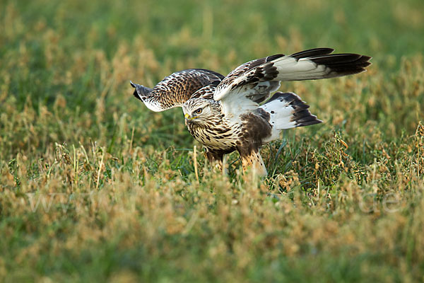 Rauhfußbussard (Buteo lagopus)