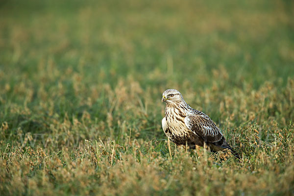 Rauhfußbussard (Buteo lagopus)