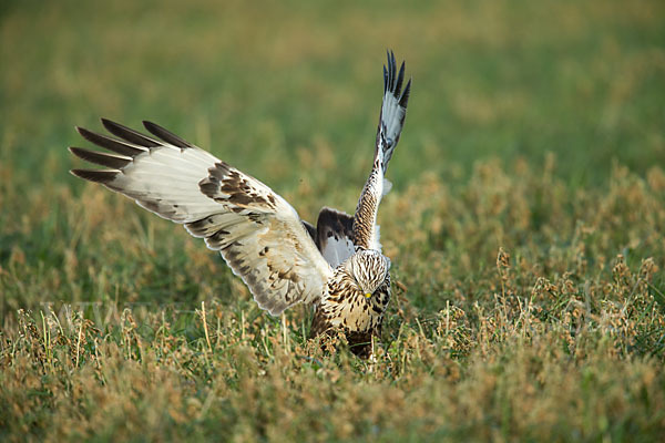 Rauhfußbussard (Buteo lagopus)