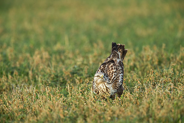 Rauhfußbussard (Buteo lagopus)