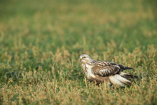 Rauhfußbussard (Buteo lagopus)