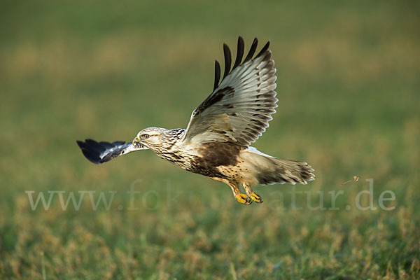 Rauhfußbussard (Buteo lagopus)