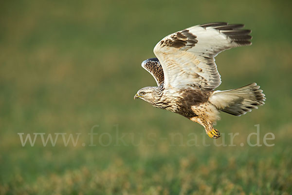 Rauhfußbussard (Buteo lagopus)