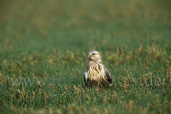 Rauhfußbussard (Buteo lagopus)