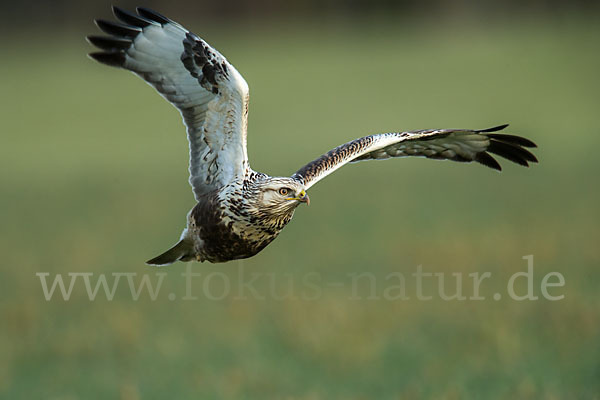 Rauhfußbussard (Buteo lagopus)