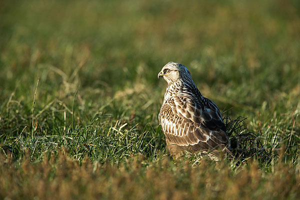 Rauhfußbussard (Buteo lagopus)