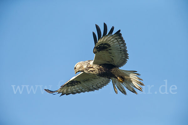 Rauhfußbussard (Buteo lagopus)