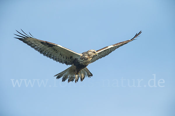 Rauhfußbussard (Buteo lagopus)