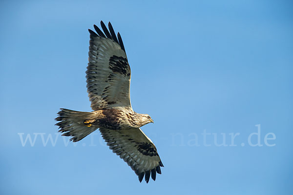 Rauhfußbussard (Buteo lagopus)