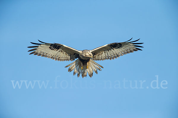 Rauhfußbussard (Buteo lagopus)