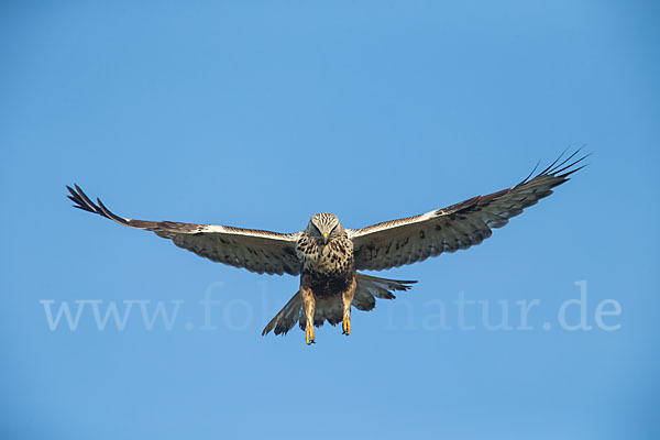 Rauhfußbussard (Buteo lagopus)