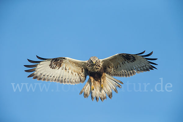 Rauhfußbussard (Buteo lagopus)