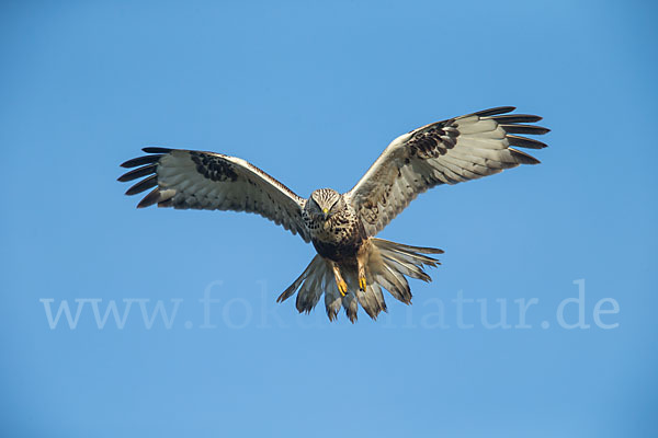 Rauhfußbussard (Buteo lagopus)