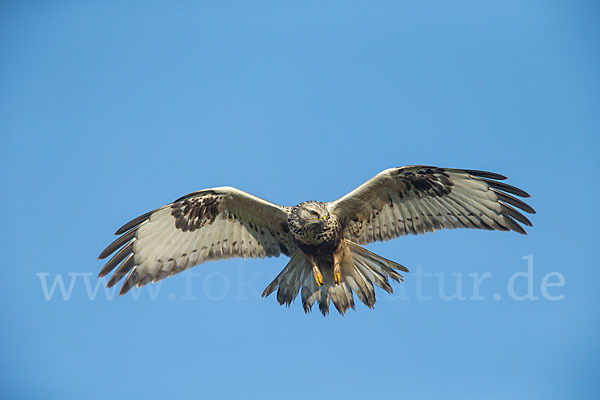 Rauhfußbussard (Buteo lagopus)