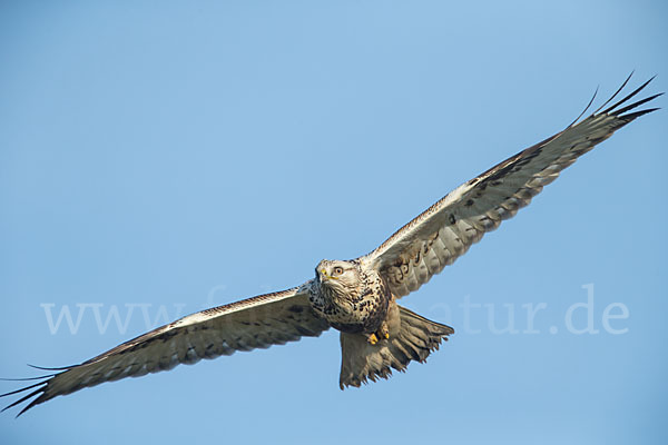 Rauhfußbussard (Buteo lagopus)