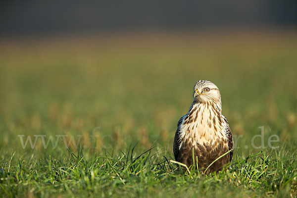 Rauhfußbussard (Buteo lagopus)