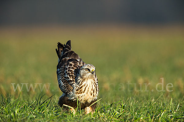 Rauhfußbussard (Buteo lagopus)