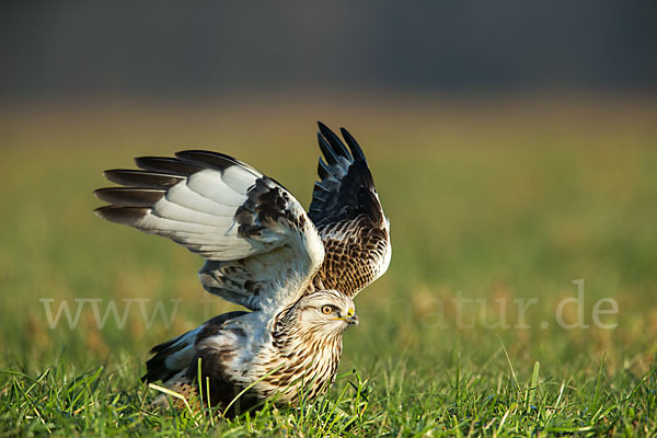 Rauhfußbussard (Buteo lagopus)