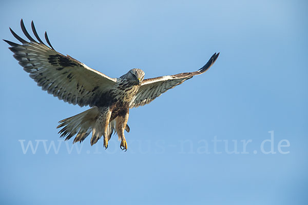 Rauhfußbussard (Buteo lagopus)