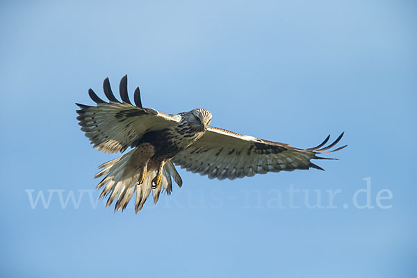 Rauhfußbussard (Buteo lagopus)