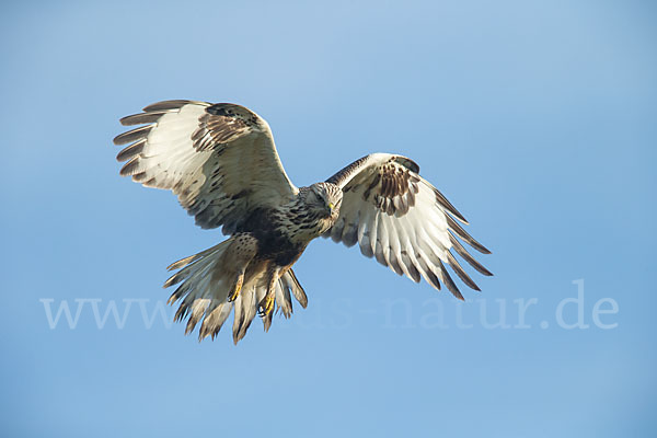 Rauhfußbussard (Buteo lagopus)