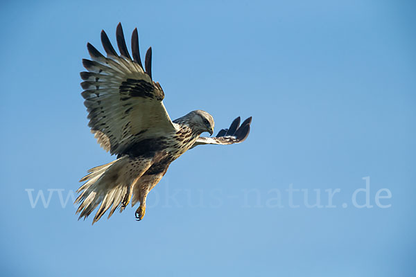 Rauhfußbussard (Buteo lagopus)