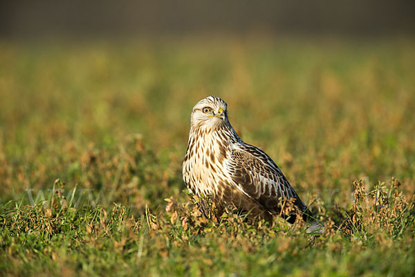 Rauhfußbussard (Buteo lagopus)