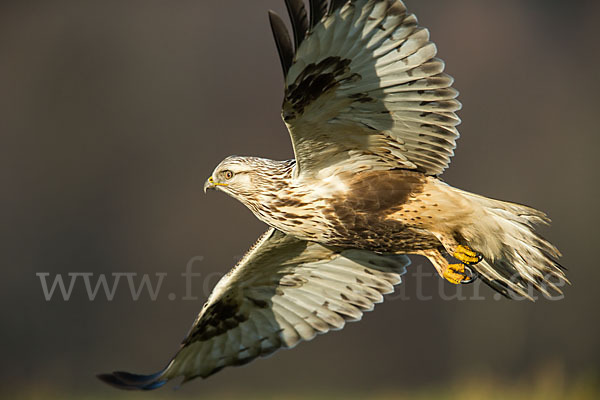 Rauhfußbussard (Buteo lagopus)