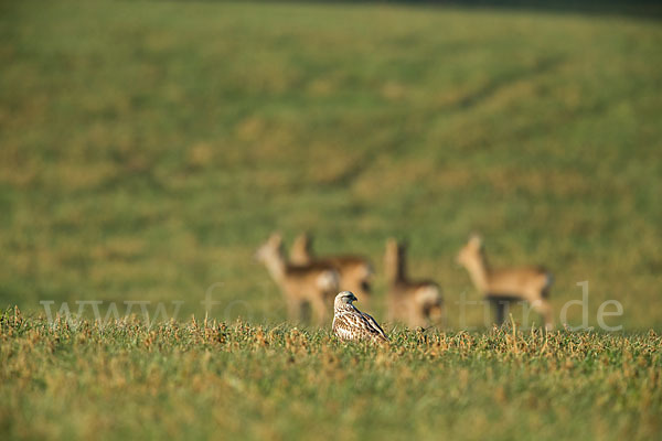 Rauhfußbussard (Buteo lagopus)