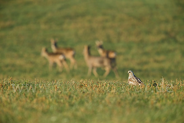 Rauhfußbussard (Buteo lagopus)