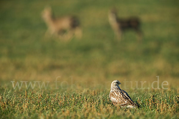 Rauhfußbussard (Buteo lagopus)