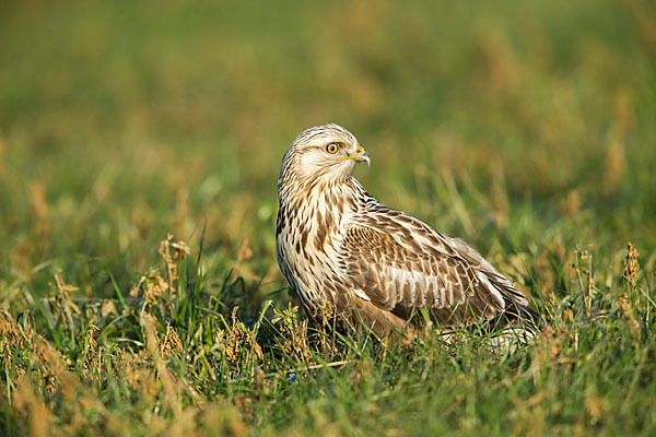 Rauhfußbussard (Buteo lagopus)