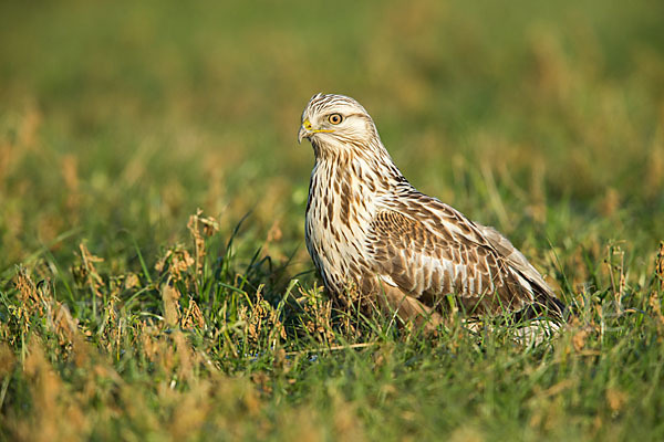 Rauhfußbussard (Buteo lagopus)