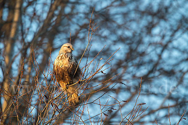 Rauhfußbussard (Buteo lagopus)