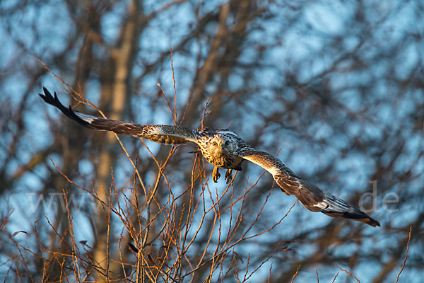 Rauhfußbussard (Buteo lagopus)