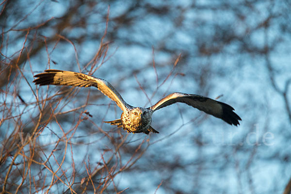 Rauhfußbussard (Buteo lagopus)