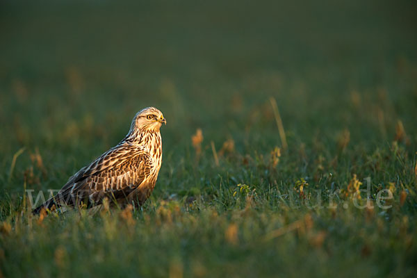 Rauhfußbussard (Buteo lagopus)