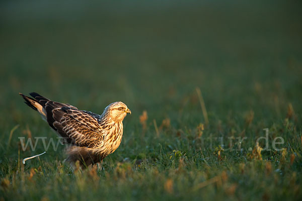 Rauhfußbussard (Buteo lagopus)