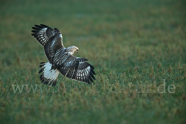 Rauhfußbussard (Buteo lagopus)